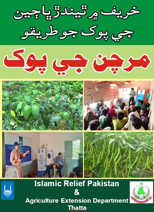 Chili Cultivation  مرچ جي پوک